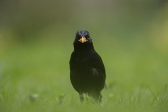 European blackbird (Turdus merula) adult male bird on a garden grass lawn with food in its beak,