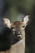 Manchurian sika deer (Cervus nippon hortulorum), female, portrait, captive, Germany, Europe