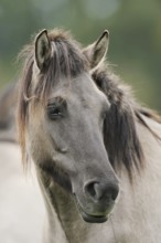 Dülmen wild horse, portrait, Merfelder Bruch, Dülmen, North Rhine-Westphalia, Germany, Europe