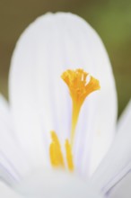 Crocus (Crocus spec.), flower detail, North Rhine-Westphalia, Germany, Europe