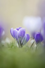 Flowering crocus (Crocus spec.) in spring, North Rhine-Westphalia, Germany, Europe