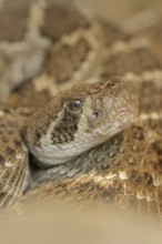 Texas rattlesnake or western diamondback rattlesnake (Crotalus atrox), captive, occurring in North