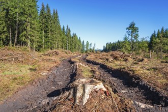 Logging road on a clear cutting area with wheel tracks after a forest machine by a spruce forest