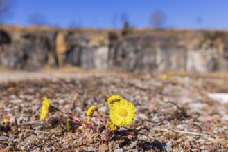 Flowering coltsfoot (Tussilago farfara) in early spring in a an old quarry