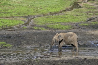 African forest elephant (Loxodonta cyclotis) in the Dzanga Bai forest clearing, Dzanga-Ndoki