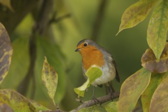 European robin (Erithacus rubecula) adult bird amongst autumn leaves of a garden Magnolia tree,