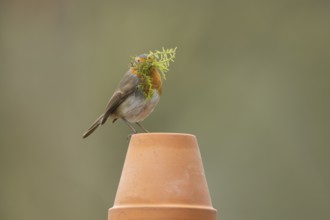 European robin (Erithacus rubecula) adult bird on a garden flower pot with nesting material in its