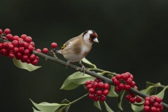 European goldfinch (Carduelis carduelis) adult bird on a Holly tree branch with red berries in