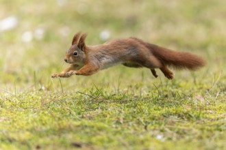 Eurasian red squirrel (Sciurus vulgaris) jumping in a meadow, wildlife, Germany, Europe