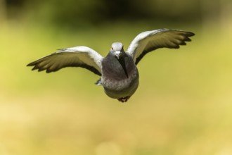 City dove (Columba livia forma domestica) in flight, wildlife, Germany, Europe