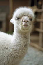 Alpaca (Vicugna pacos), young animal, woman's cooperative Comunidad de Mujeres Andinas, Chinchero,