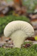 Bottle russula (Lycoperdon perlatum, Lycoperdon gemmatum), North Rhine-Westphalia, Germany, Europe