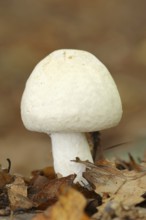 Karbol-Champignon or Karbol-Egerling (Agaricus xanthodermus), North Rhine-Westphalia, Germany,