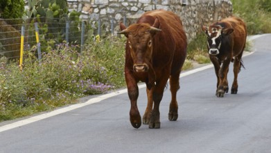 A cow and her calf walking along the vegetation on a tarmac road, farm animals, Mani Peninsula,