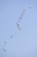 Greater flamingos (Phoenicopterus roseus) flying, Camargue, Provence, southern France