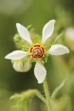 Burning bindweed or chile nettle (Loasa triphylla var. volcanica), flower, native to South America