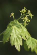 Field maple (Acer campestre), leaves and flowers in spring, North Rhine-Westphalia, Germany, Europe