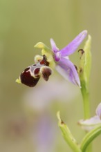 Woodcock bee-orchid (Ophrys scolopax), flower, Provence, southern France