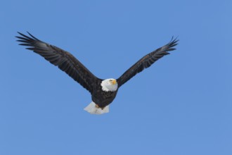 Adult bald eagle (Haliaeetus leucocephalus) flying under a blue sky. Region of Lanaudiere. province