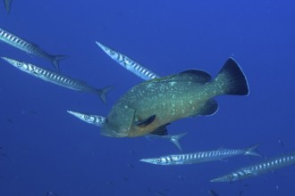 Dusky grouper (Epinephelus marginatus) (Mycteroperca marginatus) and several specimens of barracuda