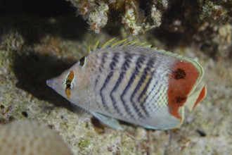 Eritrean butterflyfish (Chaetodon paucifasciatus), dive site Gordon Reef, Strait of Tiran, Sinai,