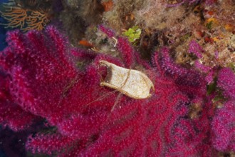 Egg capsule of nursehound (Scyliorhinus stellaris) attached to violescent sea-whip (Paramuricea