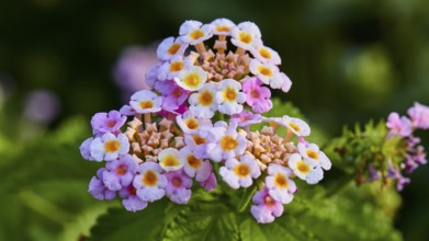 Colourful lantana flowers in close-up, Koroni, Byzantine fortress, nunnery, Peloponnese, Greece,