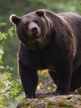 Brown bear (Ursus arctos) looking at the observer, captive, Neuschönau enclosure, Bavarian Forest