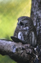 Pygmy Owl (Glaucidium passerinum) yawning, Bavarian Forest National Park, Bavaria, Germany, Europe