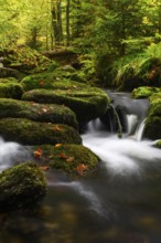 Stream in autumn, Kleine Ohe, Bavarian Forest National Park, Bavaria, Germany, Europe