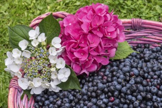 Fruit of the european blueberry (Vaccinium myrtillus), blueberry, harvest, Oldenburger