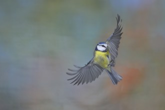 Blue tit (Parus caeruleus), in flight, flight photo, animals, birds, Wilnsdorf, North