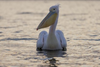 Great white pelican (Pelecanus onocrotalus), swimming, Lake Kerkini, Greece, Europe