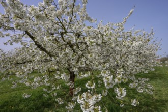 Flowering cherry trees (Prunus avium), Franconia, Bavaria, Germany, Europe