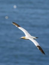 Northern Gannet, Morus bassanus, bird in flight over sea