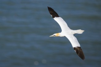 Northern Gannet, Morus bassanus, bird in flight over sea, Bempton Cliffs, North Yorkshire, England,