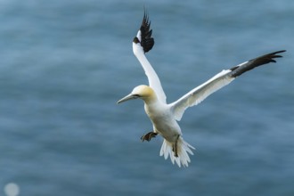 Northern Gannet, Morus bassanus, bird in flight over sea, Bempton Cliffs, North Yorkshire, England,