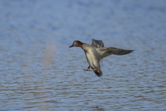 Common teal (Anas crecca) adult male bird in flight coming into land on a lake, Suffolk, England,