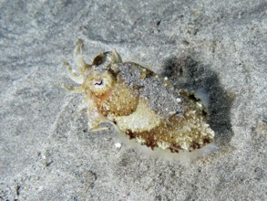 A juvenile Common cuttlefish (Sepia officinalis) changing colour for camouflage. Dive site Playa,