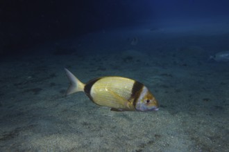 A single fish, common two-banded seabream (Diplodus vulgaris), swims calmly across the sandy seabed