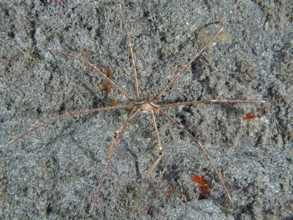 East Atlantic arrow crab (Stenorhynchus lanceolatus) on lava sand. Dive site Playa, Los Cristianos,