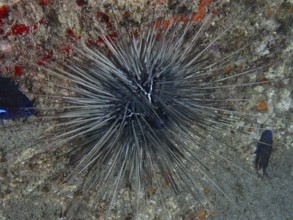 A diadem sea urchin (Diadema antillarum) with long spines sits on a lava rock. Dive site Playa, Los