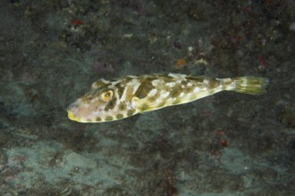 Pearled pufferfish (Sphoeroides spengleri) swimming in a rocky underwater landscape. Dive site