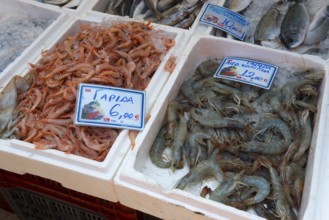 Detailed view of fresh prawns at a fish market. They are displayed in white crates with price tags,