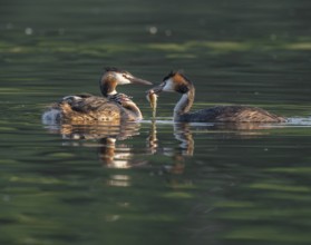 Great Crested Grebe (Podiceps ribbonfish), two adults and juvenile in plumage swimming on a pond,