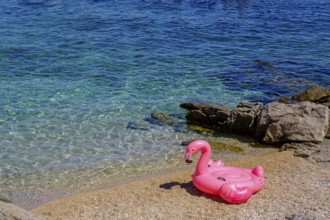 Flamingo swimming island, Uvala Privlaka beach bay, Mali Losinj, Losinj island, Kvarner Gulf Bay,