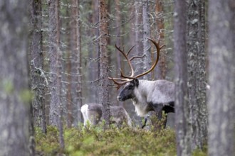 Reindeer (Rangifer tarandus) in the forest, Lapland, Finland, Europe