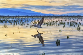 Single Dalmatian Pelican (Pelecanus crispus) flying over Lake Kerkini, Lake Kerkini, morning mood,