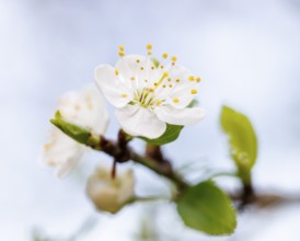 Blossom plum tree, Germany, Europe