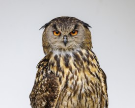 Eurasian eagle-owl (Bubo bubo), Germany, Europe